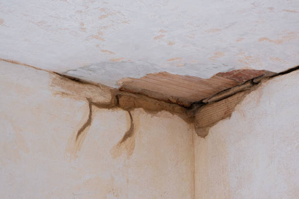 Best Carpet water damage restoration  in Carver, MN