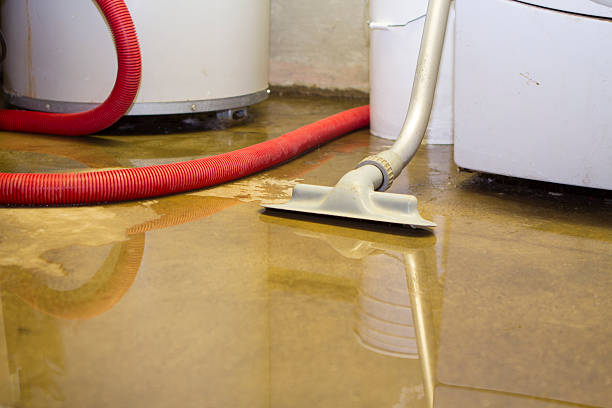 Best Professional water damage repair  in Carver, MN